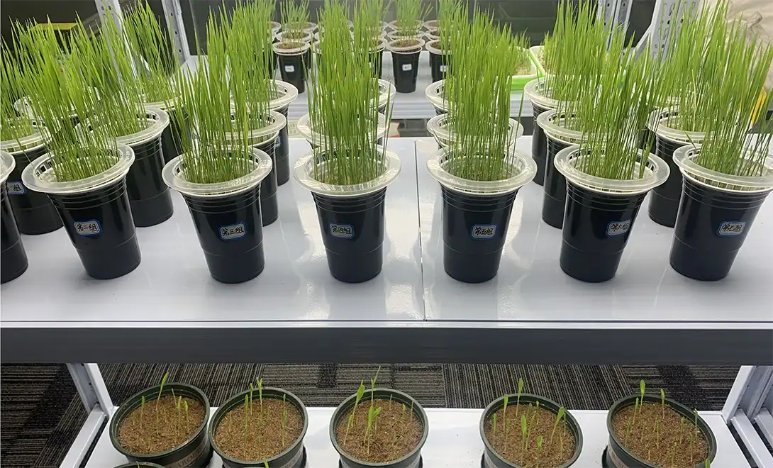 Boosting Nutrient Uptake: Why Peptides Outperform Free Amino Acids